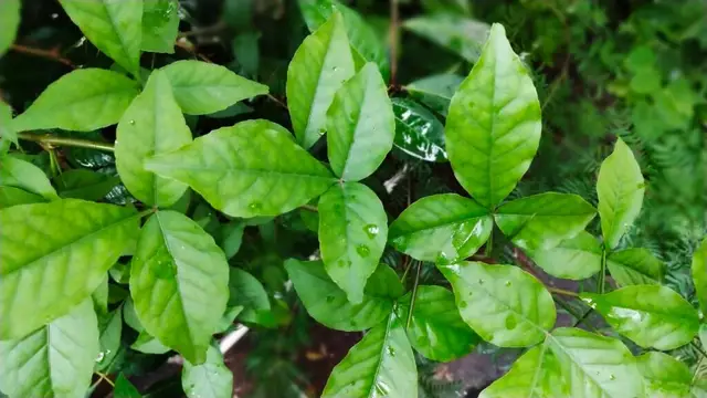 Health Tips: शरीर के लिए बेहद फायदेमंद है है बेल के पत्तों का रस, जानिए इसके लाभ