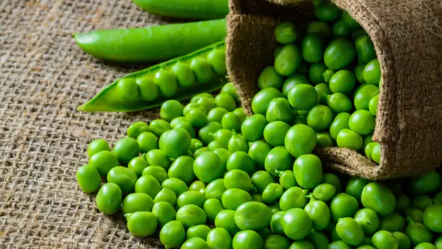 Health Tips: इन लोगों के लिए बेहद खतरनाक है मटर, हो सकती हैं कई बीमारियां