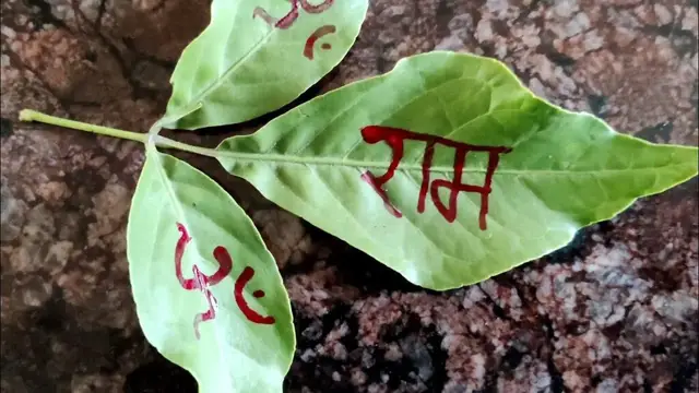 Sawan 2023: बेलपत्र से करें ये अचूक उपाय, जरूर पूरी होगी मनोकामना, जानें बेलपत्र चढ़ाने के नियम