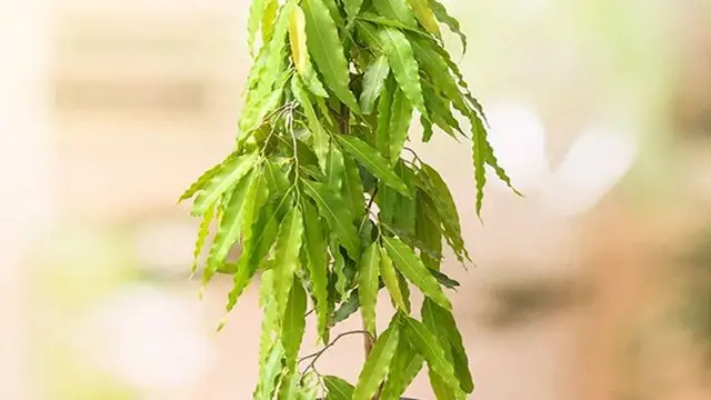 पति-पत्नी जरूर करें अशोक के पत्ते का इस्तेमाल, लाभ जानकर रह जाएंगे हैरान