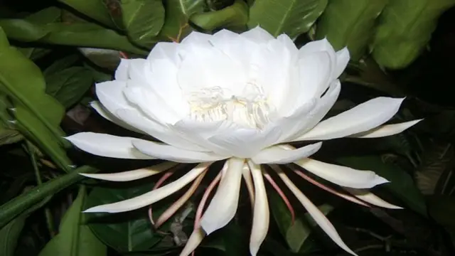 Lucky Flower: बस एक देख लीजिए ये फूल, चमक उठेगी किस्मत
