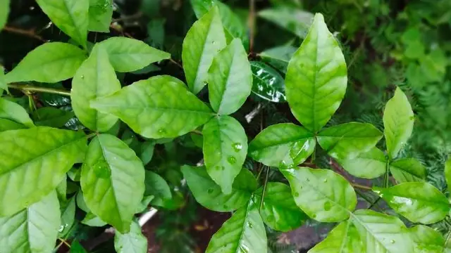 Bel Ke Patte Ke Fayde: इन गंभीर बीमारियों को जड़ से खत्म करता है बेल का पत्ता, जानिए इसके लाभ