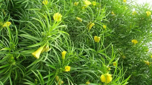 इस पौधे को घर में लगाते ही हो जाएगी धन की भरमार, संभालते-संभालते थक जाएंगे
