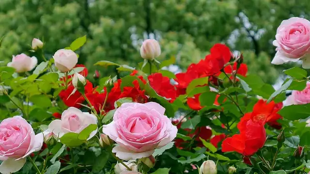 God Favorite Flower: किस भगवान को चढ़ाएं कौन-सा फूल, जानें आज
